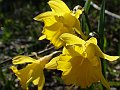 Amaryllidaceae - Narcissus pseudonarcissus_4.jpg